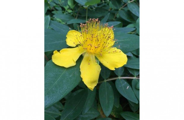 rkzld Orbncf Hypericum calycinum