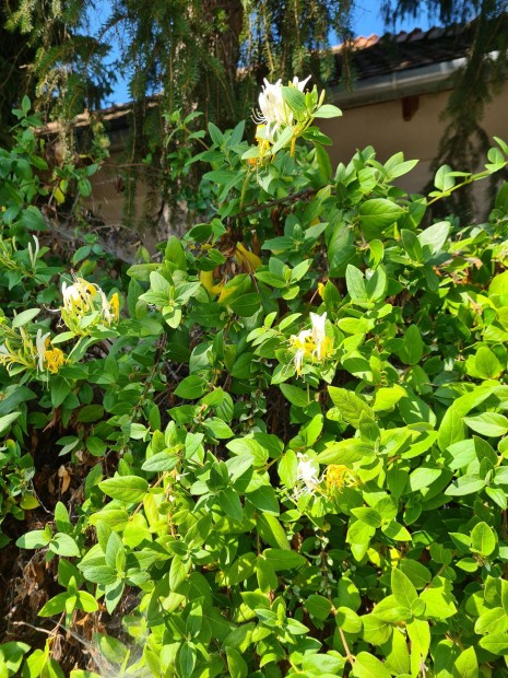 rkzld, illatos japn lonc (Lonicera japonica halliana) kontnerben