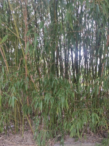 rkzld bambusz