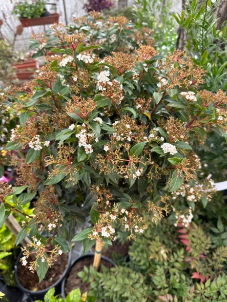 rkzld bangita (Viburnum tinus 'Eve Price')