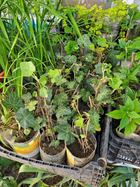 rkzld kerti borostyn (Hedera helix) gykeres hajtsok kontnerben