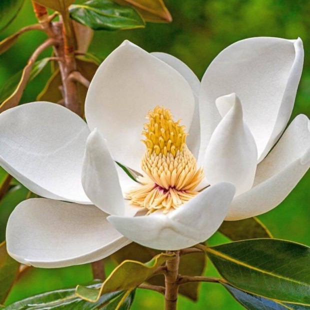 rkzld liliomfa, magnolia (Magnolia grandiflora) elad