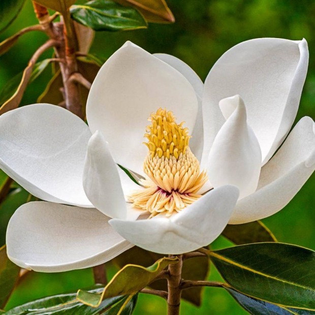 rkzld liliomfa, magnolia (Magnolia grandiflora) elad