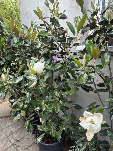 rkzld magnlia/liliomfa (Magnolia grandiflora 'Little Gem'