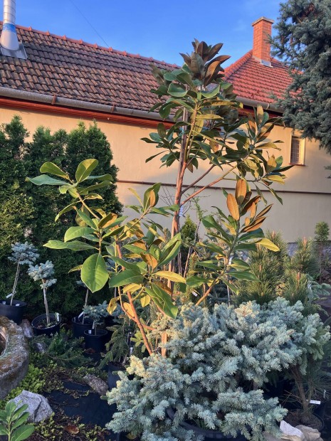 rkzld magnlia nagy mret - Magnolia grandiflora