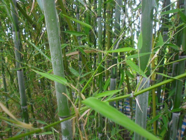 rkzld ris bambusz sajt kiszedssel ingyen vihet !!