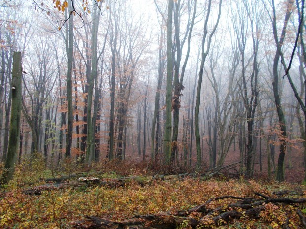 Orosztony-Rinyakov�csi erd� elad�!