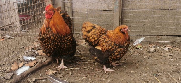 Orpington Australorp Selyem tojs 