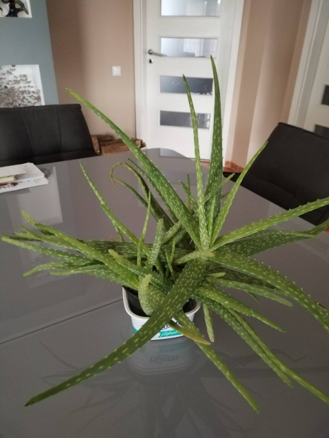 Orvosi Aloe Vera 
