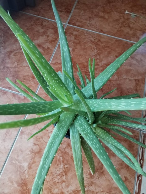 Orvosi Aloe Vera nvny 