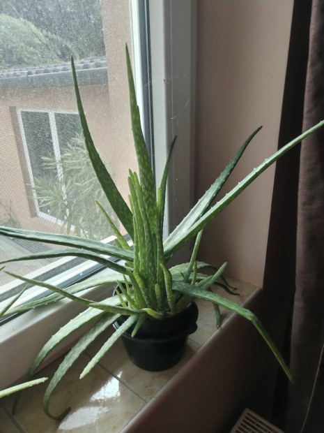 Orvosi Aloe Vera nvny 