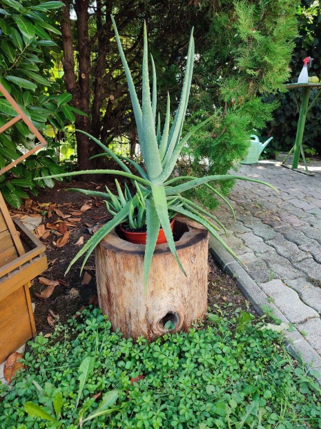 Orvosi Aloe vera