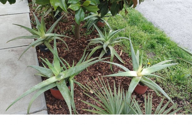 Orvosi Aloe vera gygynvny , szukkulens , pozsgs