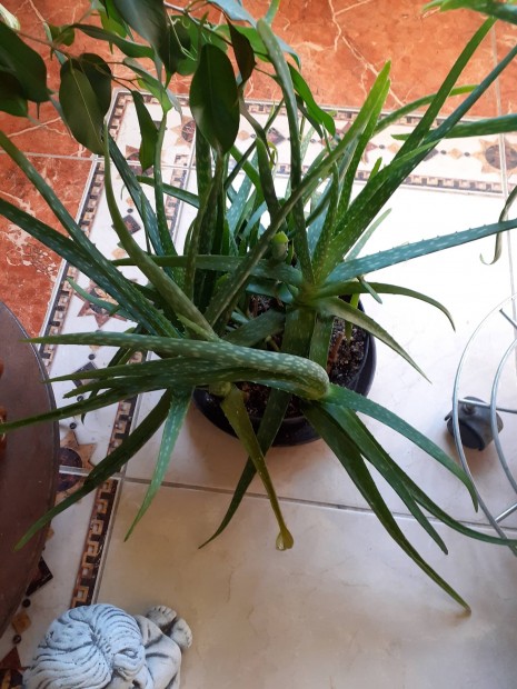 Orvosi Aloevera 10db egy cserpben