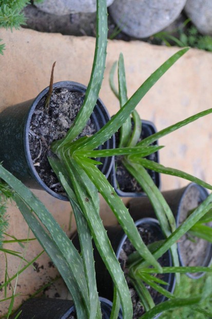 Orvosi alo ( Aloe Vera ) Cserepes