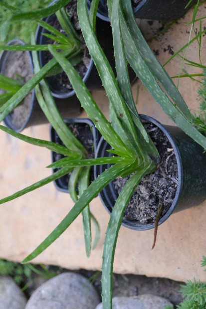 Orvosi aloé ( Aloe Vera ) Cserepes