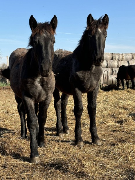 shonos Magyar hidegvr kanca 