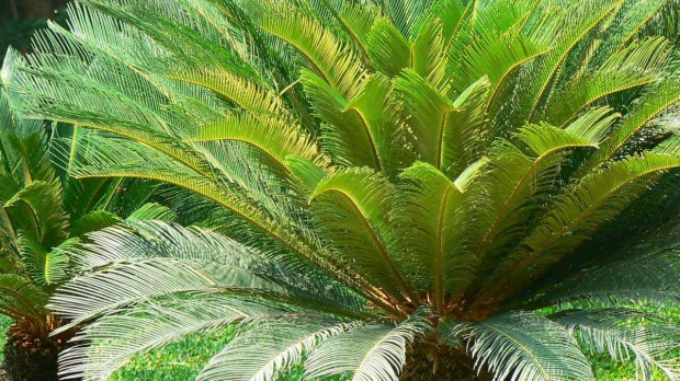 si ciksz plmafa csemete - cycas revoluta