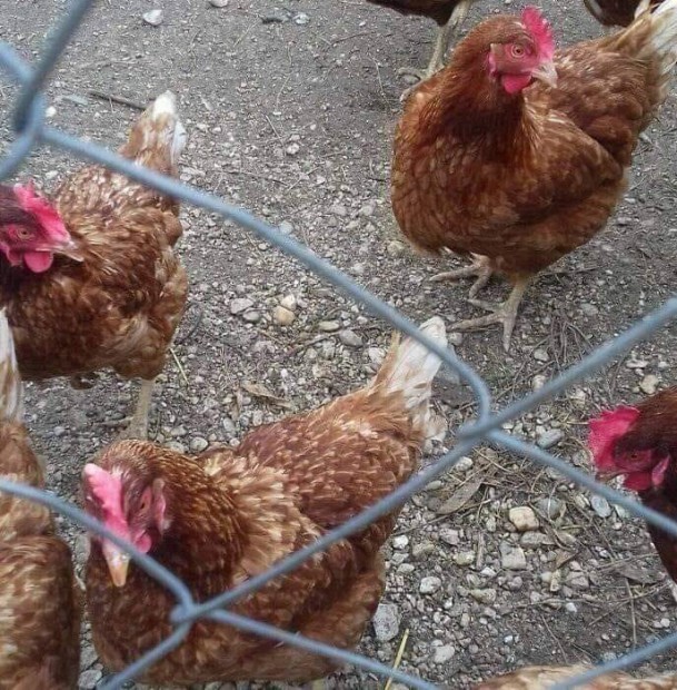 stermeltol fiatal tojotyukok intenzv tojok