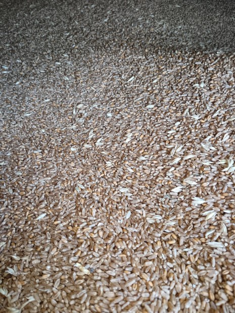 szi zab, triticale 