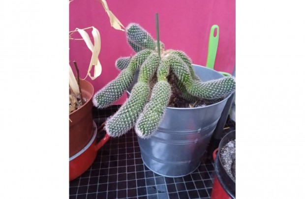 Oszlop kaktusz hajtsokkal