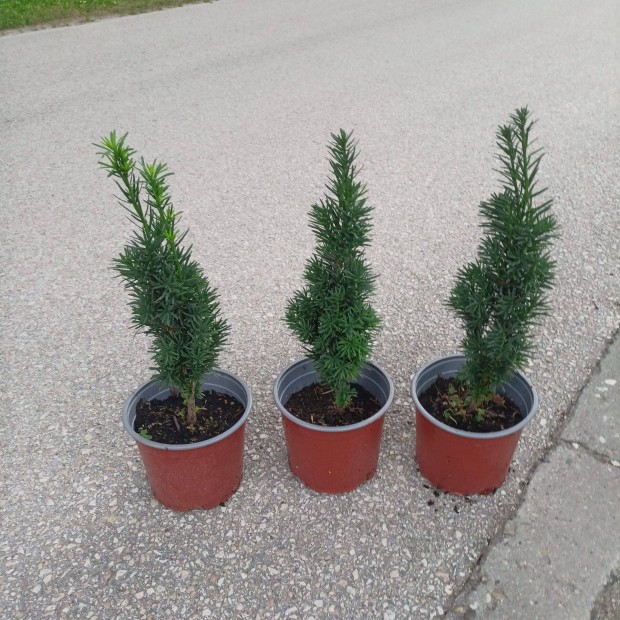 Oszlopos tiszafa Robusta 25-30 cm 1800 Ft !