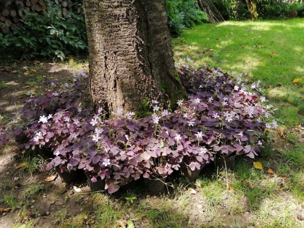 Oxalis corniculata