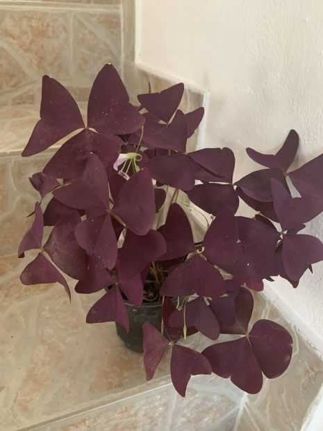 Oxalis vel Szobanvny virg