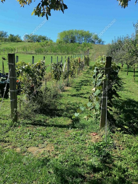 PACSAI HEGYI OTTHON  NYUGALOM, TERM�SZET, LEHET�S�G