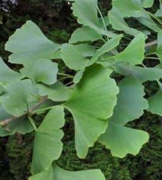 Pfrnyfeny (Gingko biloba) csemete