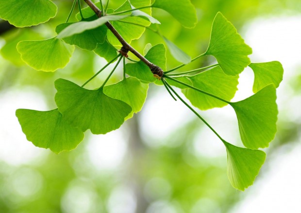 Pfrnyfeny (Ginkgo biloba) kontneres fa