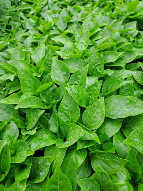 Palánta, paprika , paradicsom stb
