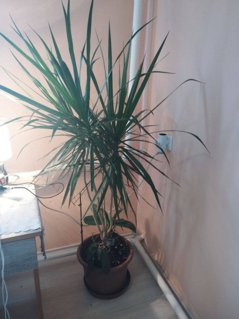 Plmaliliom 170 cm Yucca elad r alatt