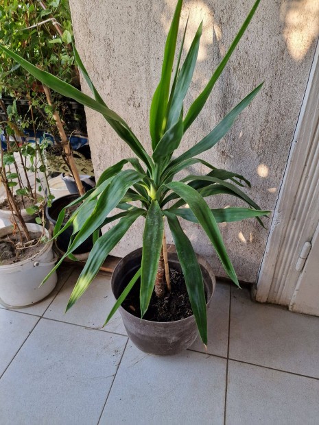 Plmaliliom (Yucca elephatipes), yukka, jukka