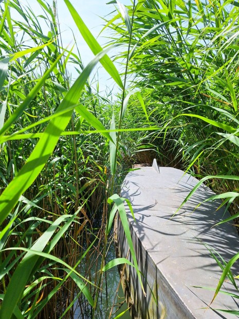 Paloznakon v�zparti nyaral� elad�!