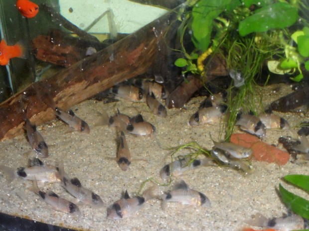 Panda pnclosharcsa Corydoras panda