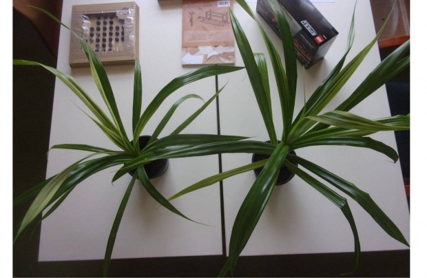 Pandanus Csavarpálma Csavar Pálma Újpest központ közelében