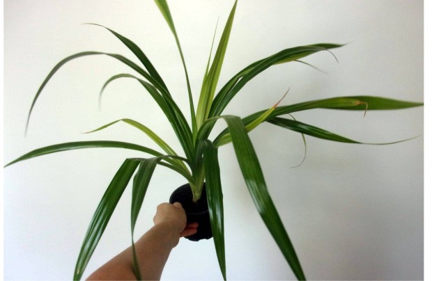 Pandanus Csavarpálma Csavar Pálma Újpest központ közelében