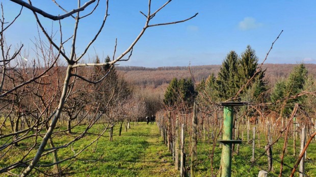 Panor�m�s �kszerdoboz Leteny�n