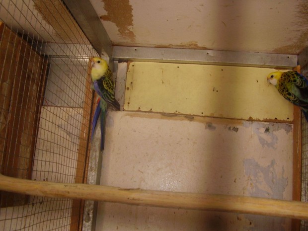 Papagj llomny felszmils miatt rozella pr kolzozne