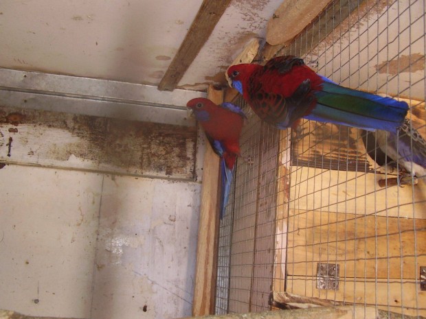 Papagaj piros pennant par llomny felszmols miatt koltozne
