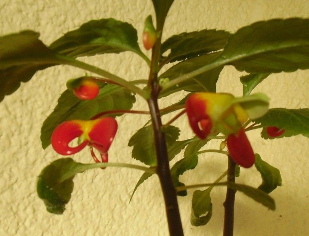 Papagj vizifukszia (pistikevirg), Impatiens niamniamensis