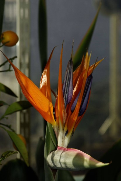 Papagjvirg - Strelitzia reginae nagyon szp !