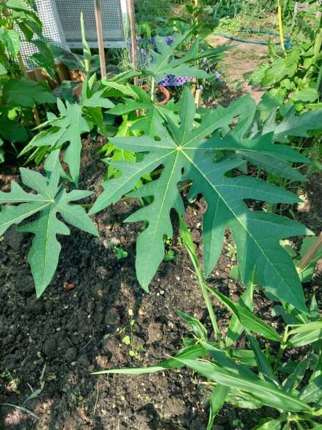 Papaya csemete