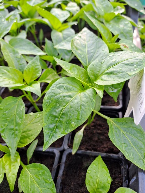 Paprika palánta