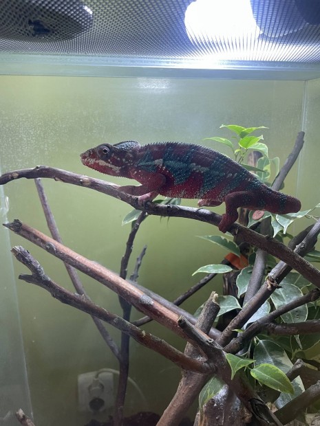 Prduc kameleon