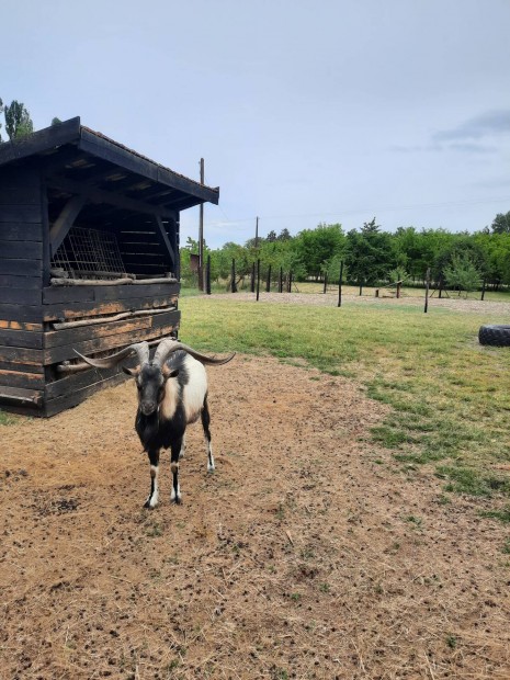 Parlagi bakkecske eladó, 3 éves