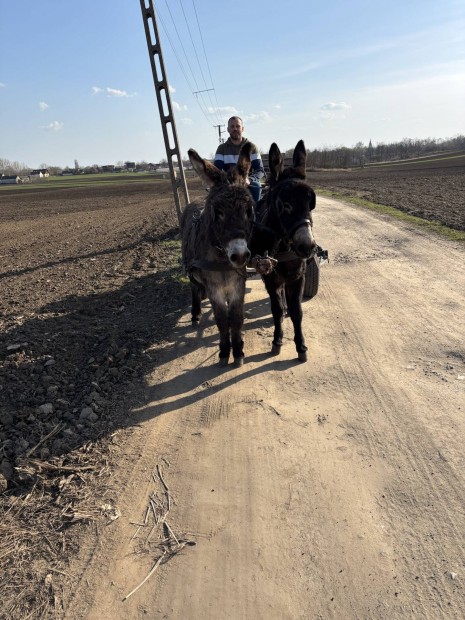 P�ros szamarak elad�k