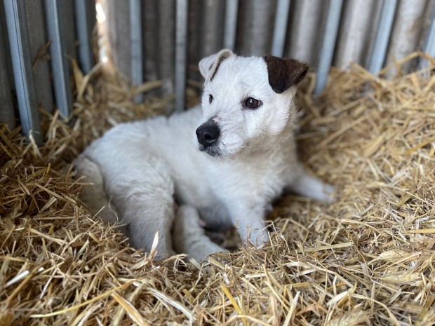 Parson Russell Terrier / Jack Russel kiskutya fajtatiszta fajtiszta !!