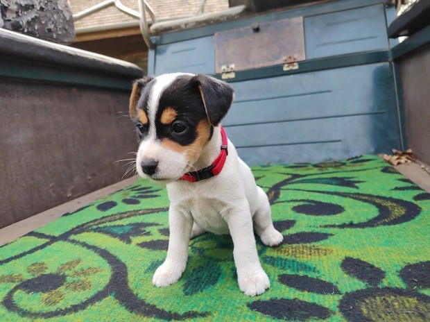 Parson Russell Terrier jelleg kiskutyk